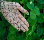 Anti-insect Net